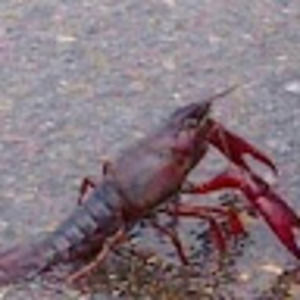 Meet your Posher, Karina